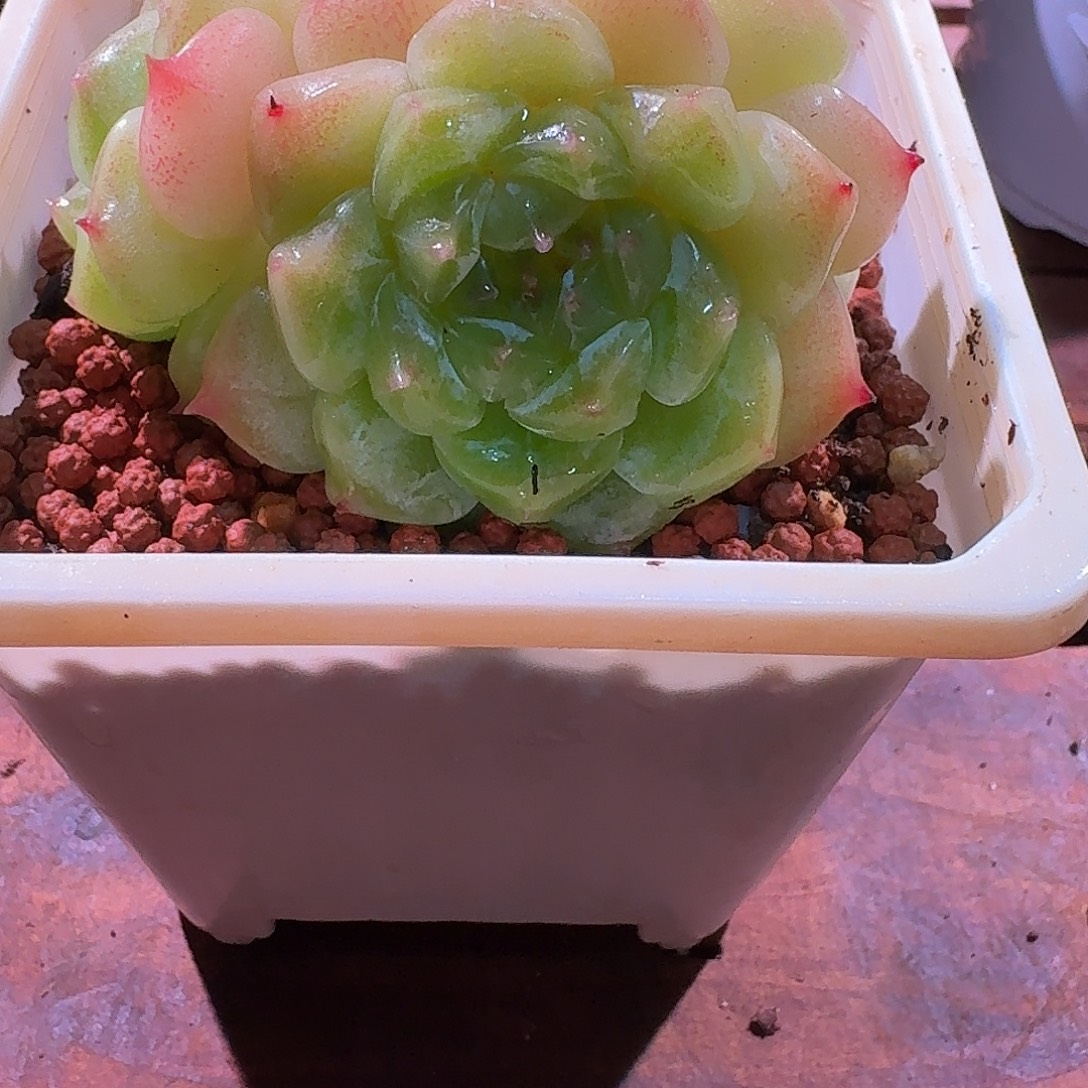 秘境冰魄多头多肉