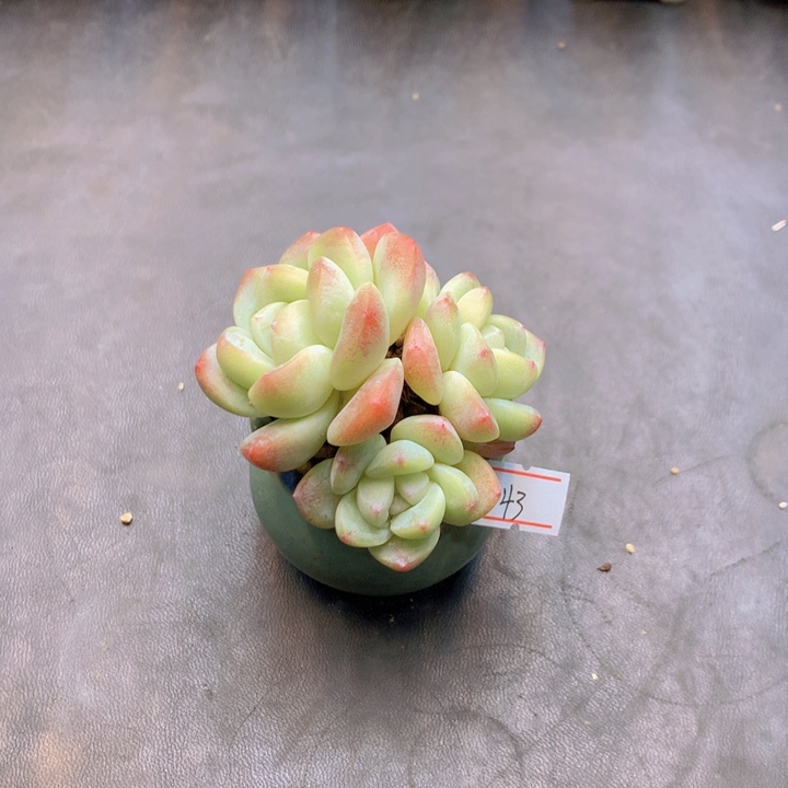 一物一拍满30包邮 43