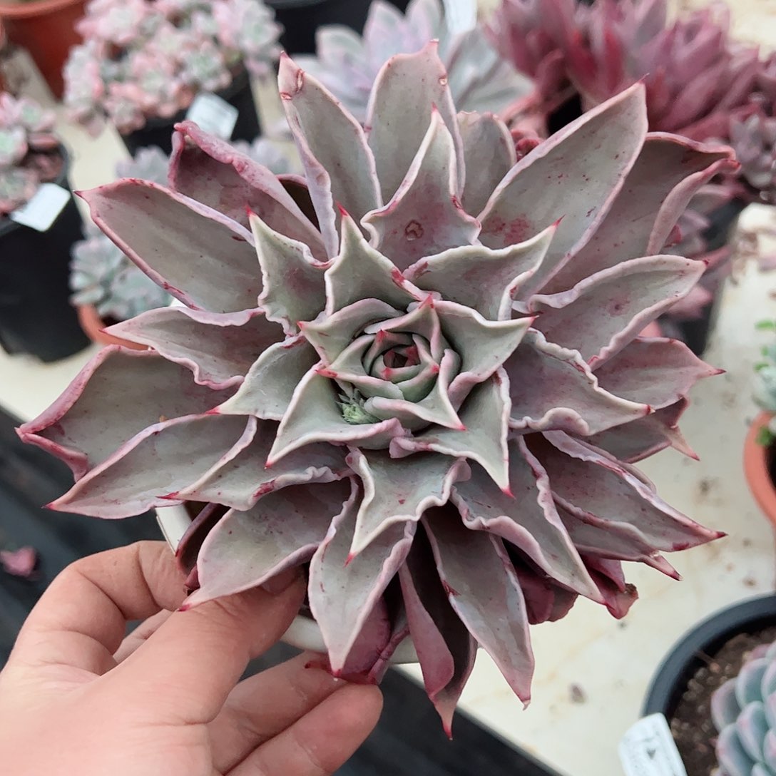 饺子皮单头老桩粗腿多肉