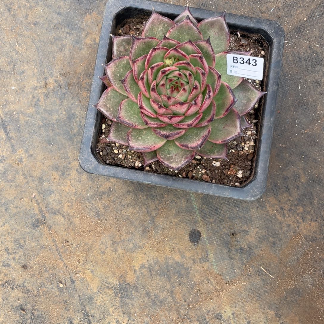 无花朵若茹东云单拍B343