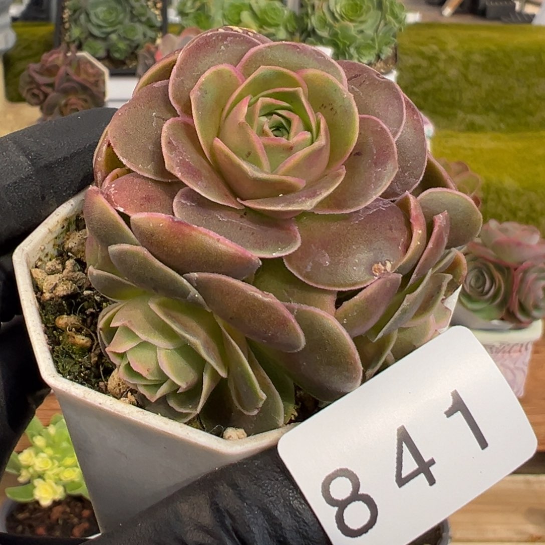 841捧花泽兰珠光叶5厘米