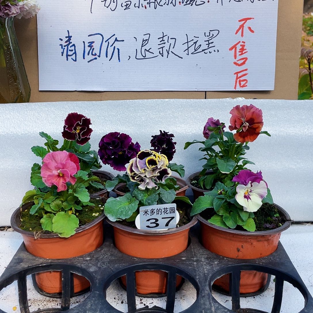 大部分花苞少量开放37