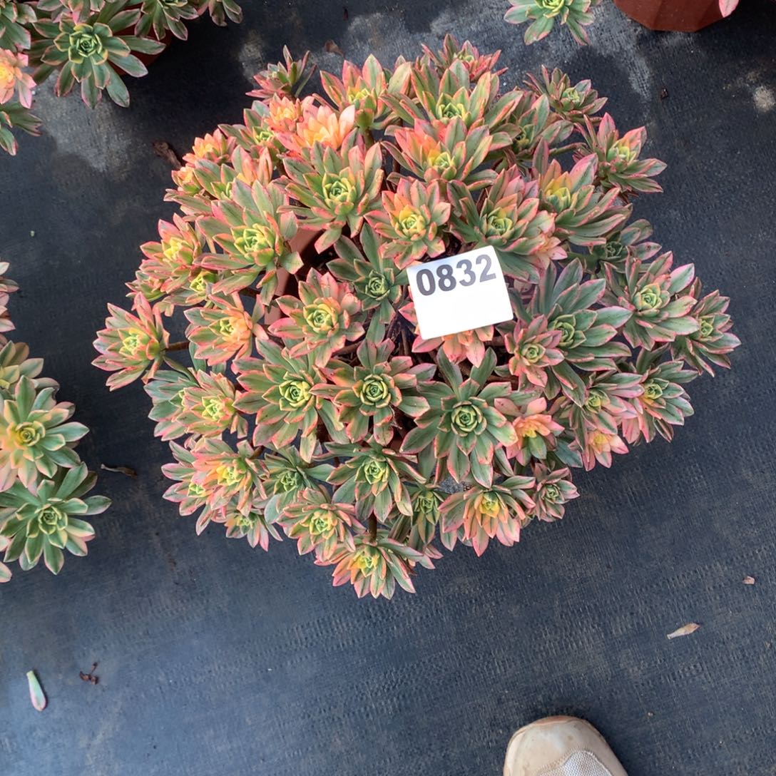 琋***儿甜茶832法师多肉植物3500000
