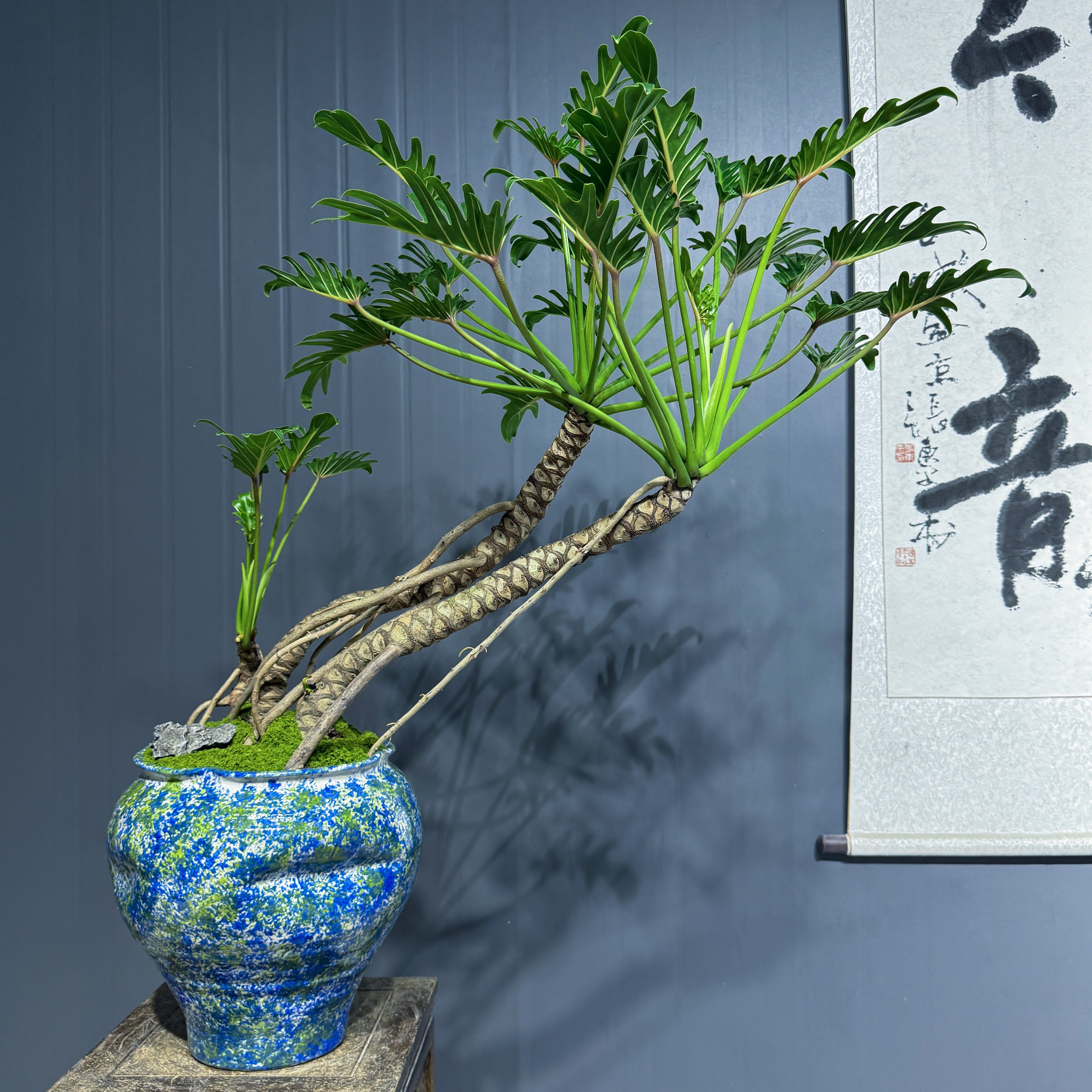 龙鳞春羽小天使老桩盆栽造景植物，适合室内办公室客厅玄关摆放，
