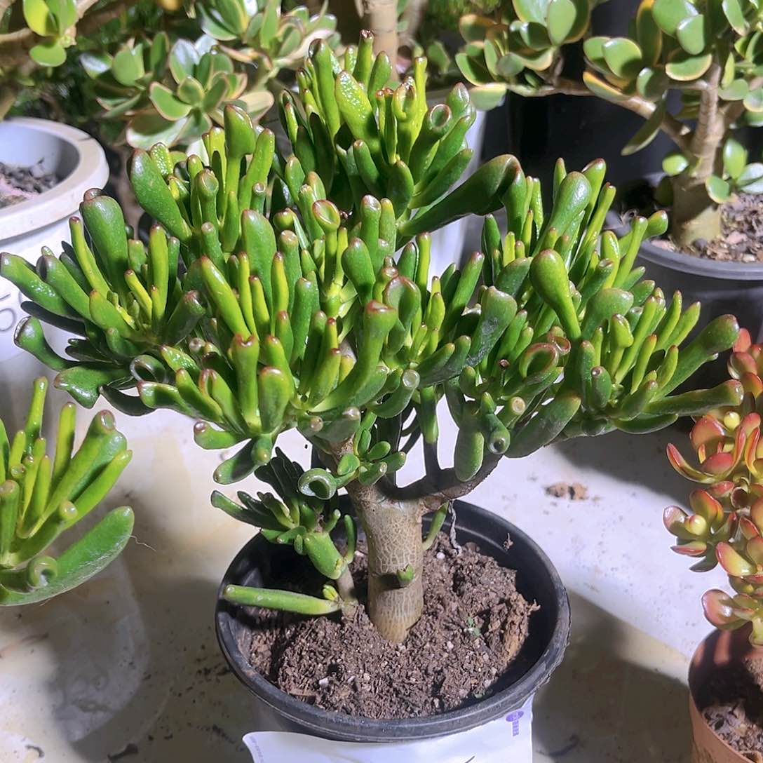 老桩吸财树3365号