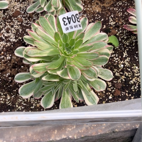 043孔雀翎不包断枝