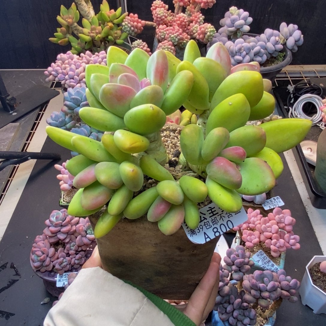 800芒果奶多肉11c m