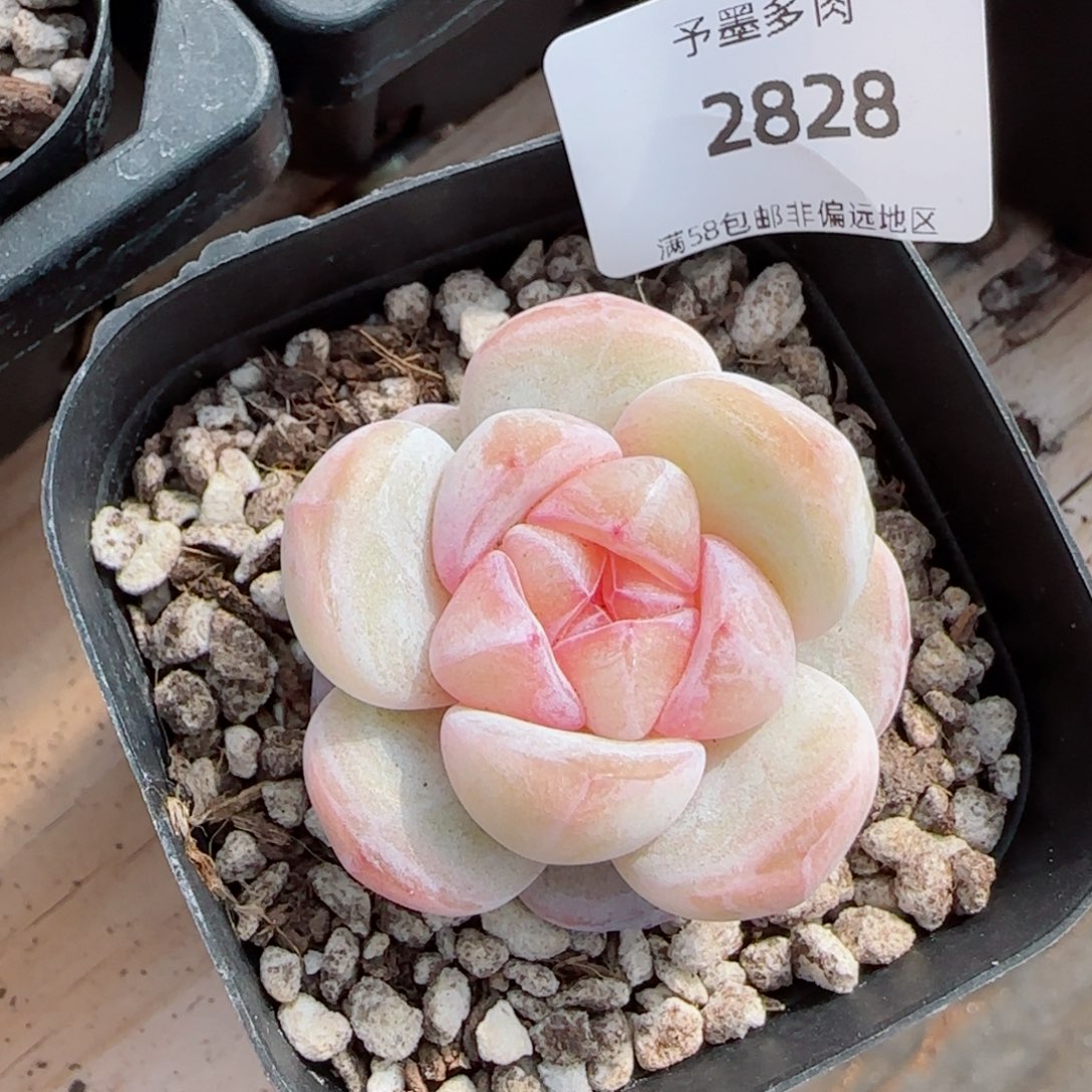 月白珍妮优选，2828多肉