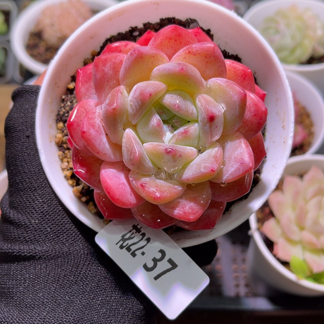 花22-37刚毅单头