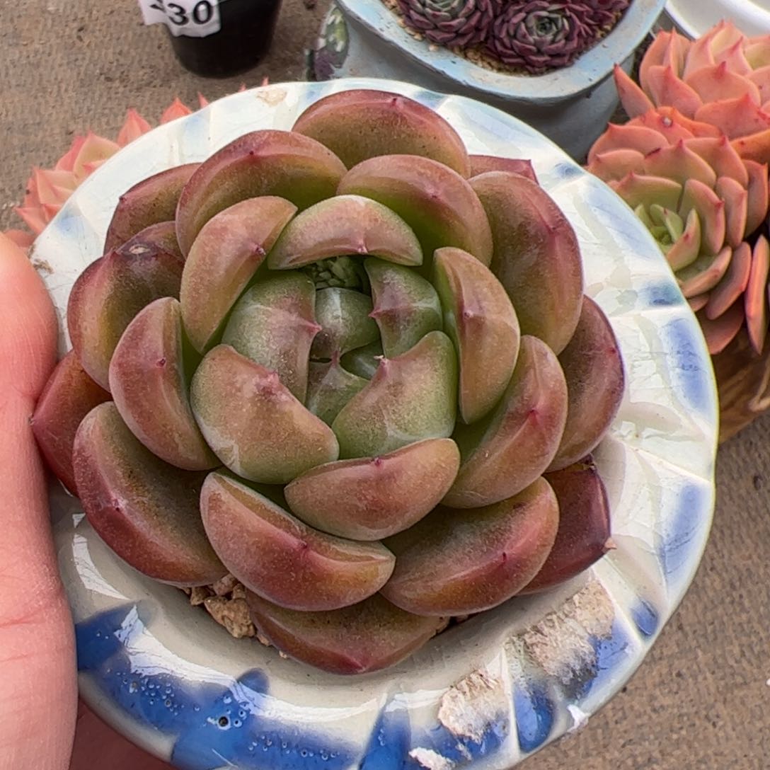 不****！331 多肉植物组合盆栽