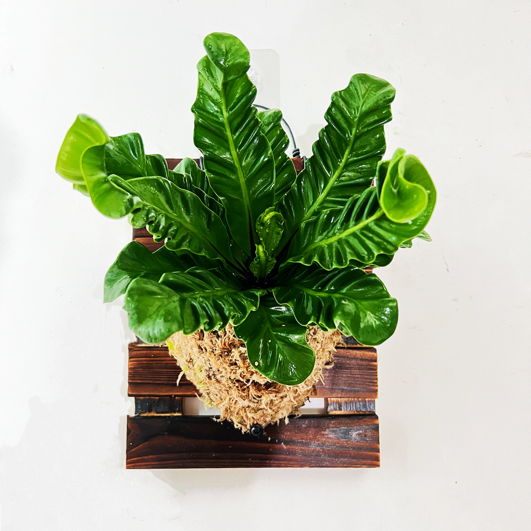 眼镜蛇鸟巢蕨绿植室内高级盆栽热植板植家居绿植新奇植物耐热