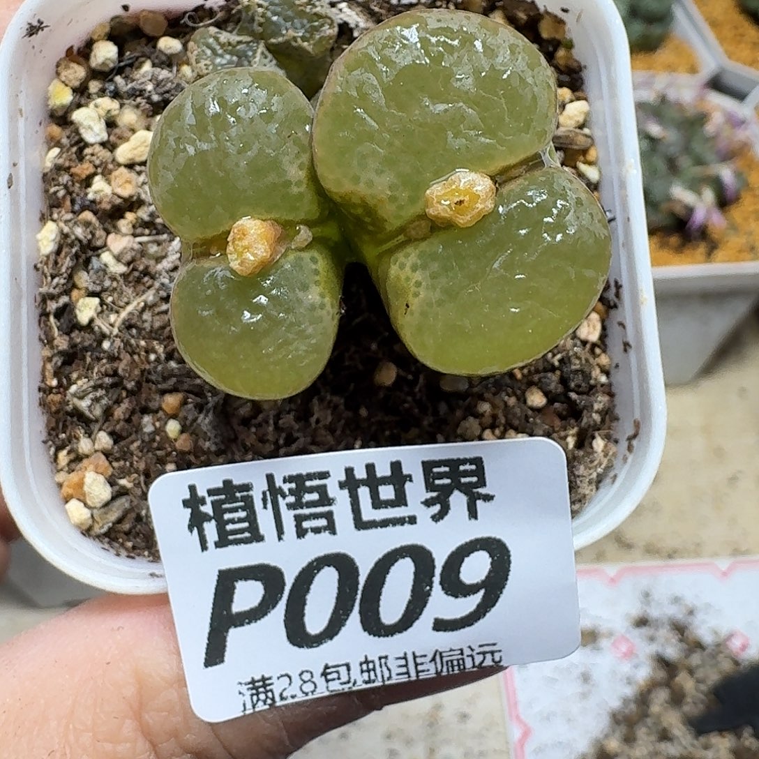 多肉植物的润泽ghhh