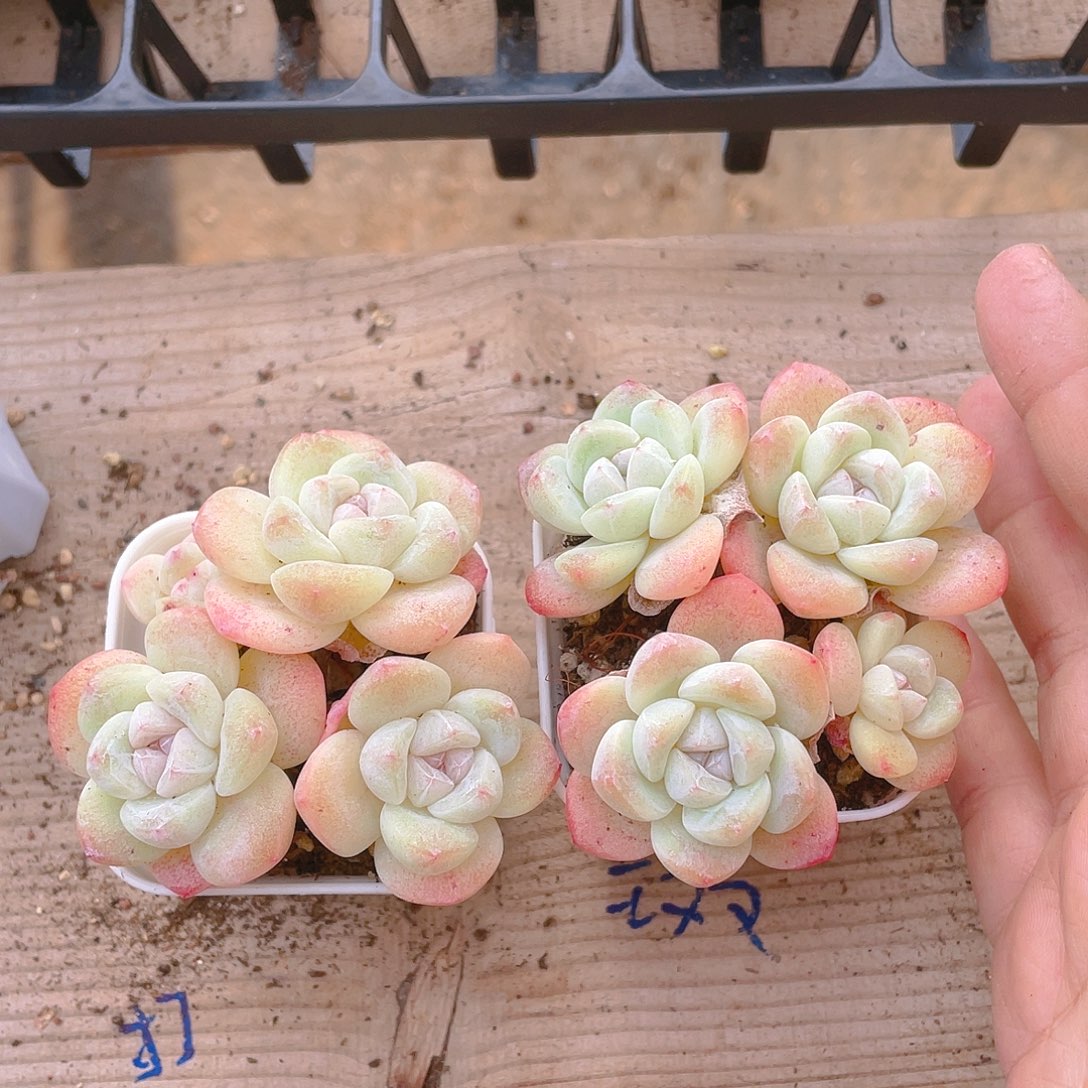 四头杆子冰玉不包整盆一个满25包邮