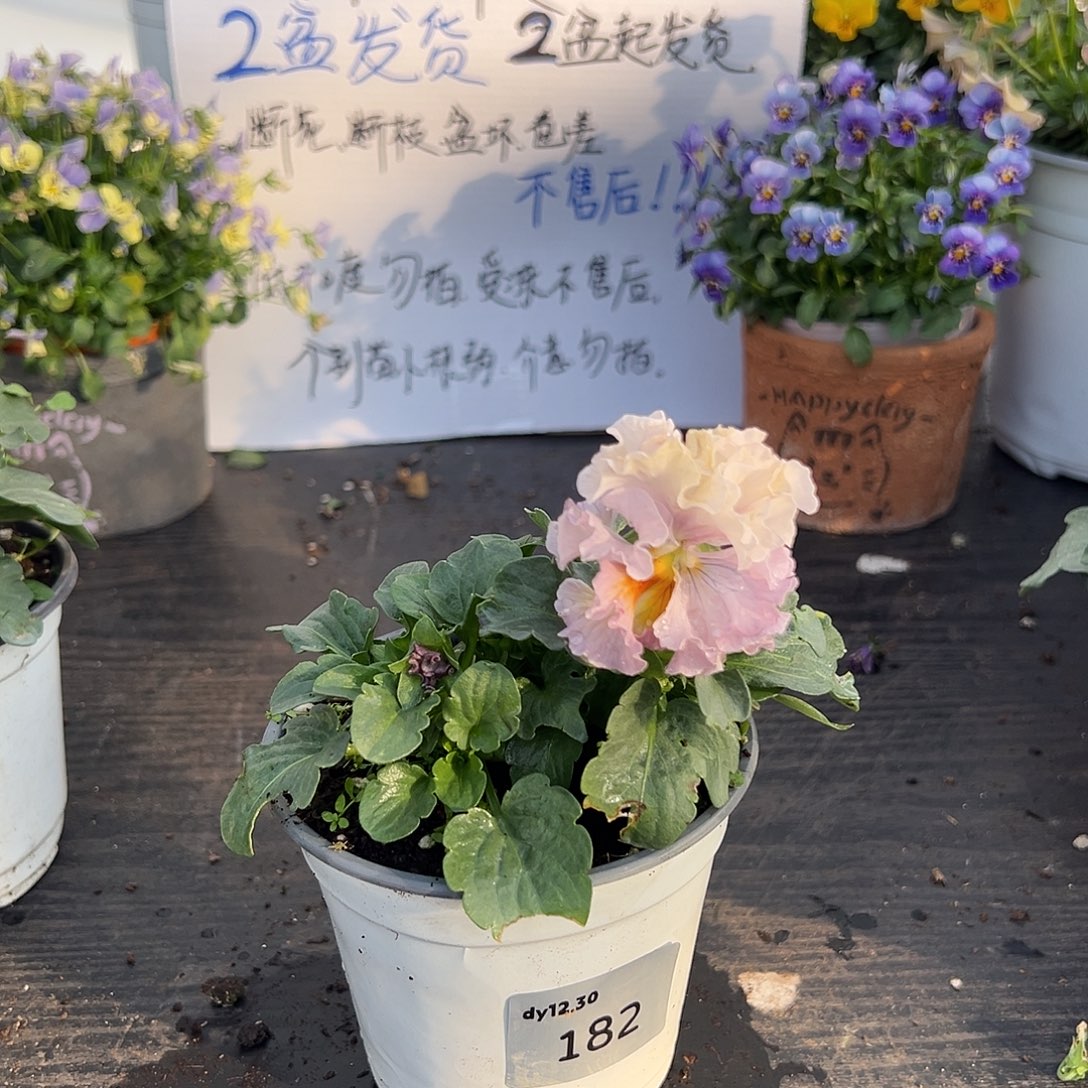 当前无花朵，栽培后可花朵182号