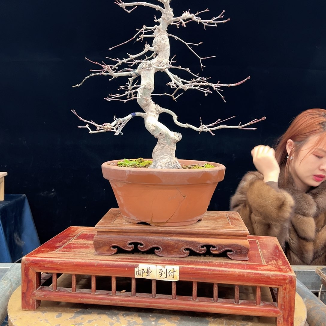 西***停无花朵杜鹃花的诗作是