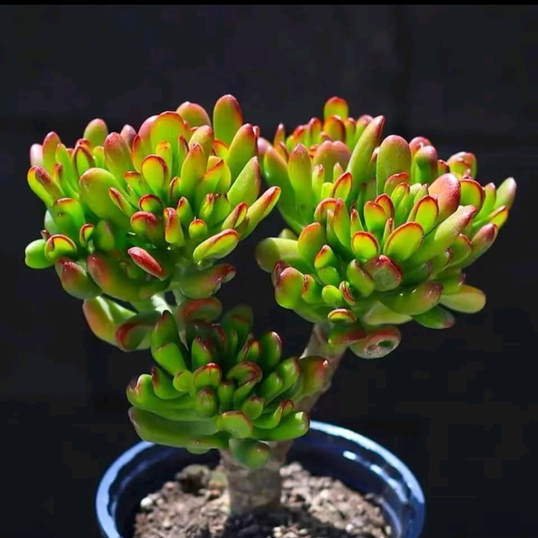 【中棵招财猫】铲叶花月玉树多肉盆栽