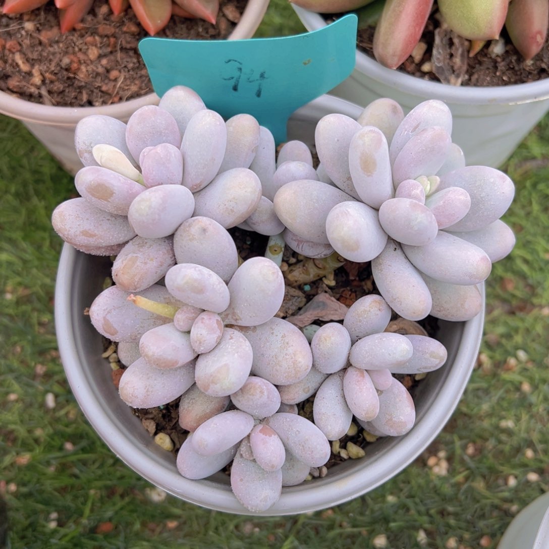 香玉的故事是一个人的故事吗