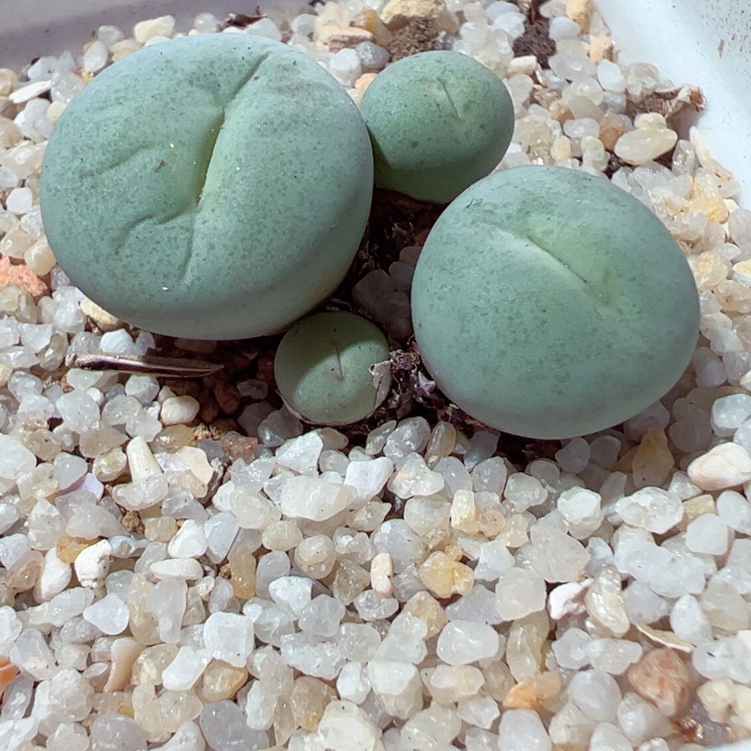 113-217多肉多肉嘴