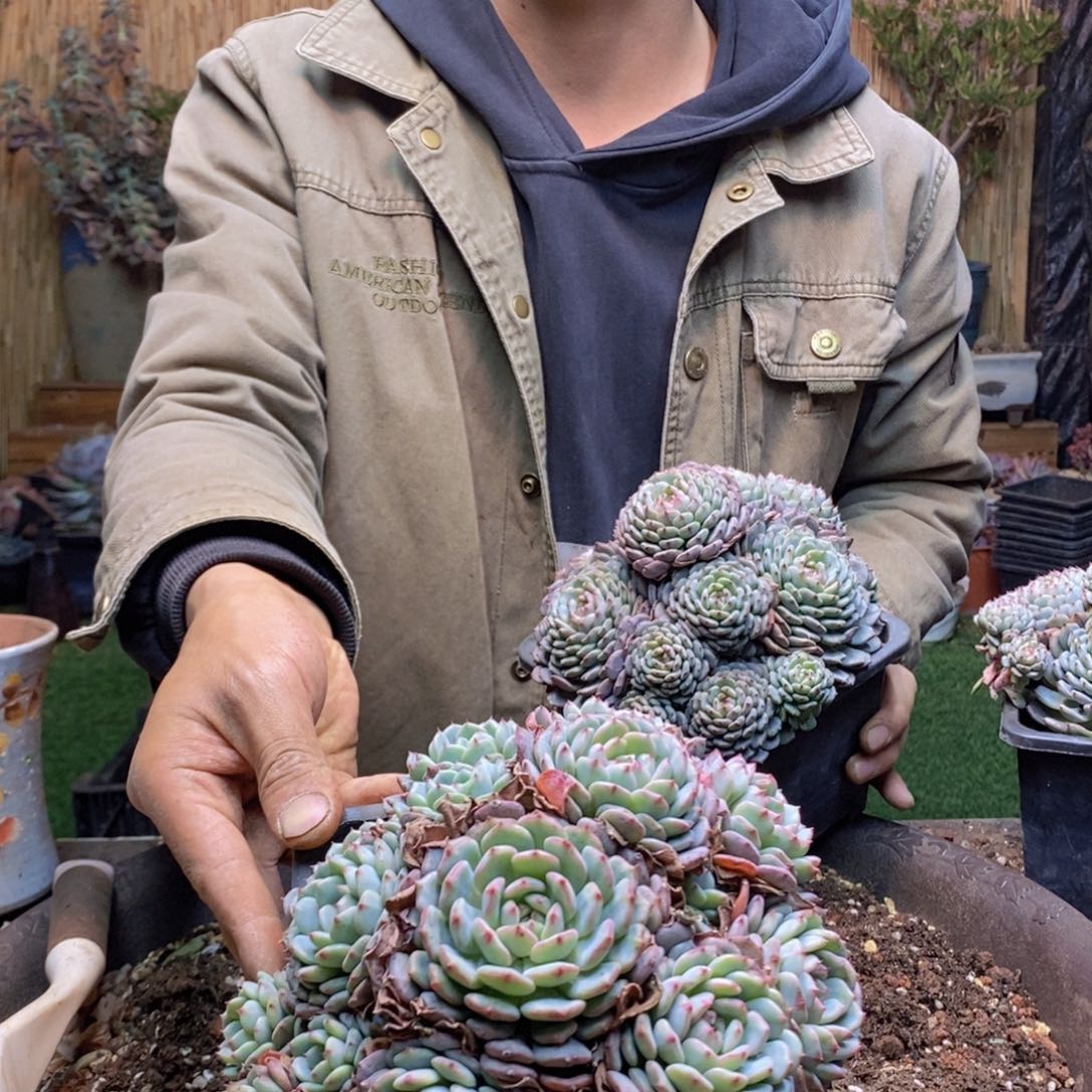 冬**阳A37 号白胖子多肉