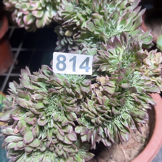 芳***簌多肉植物一个海王814