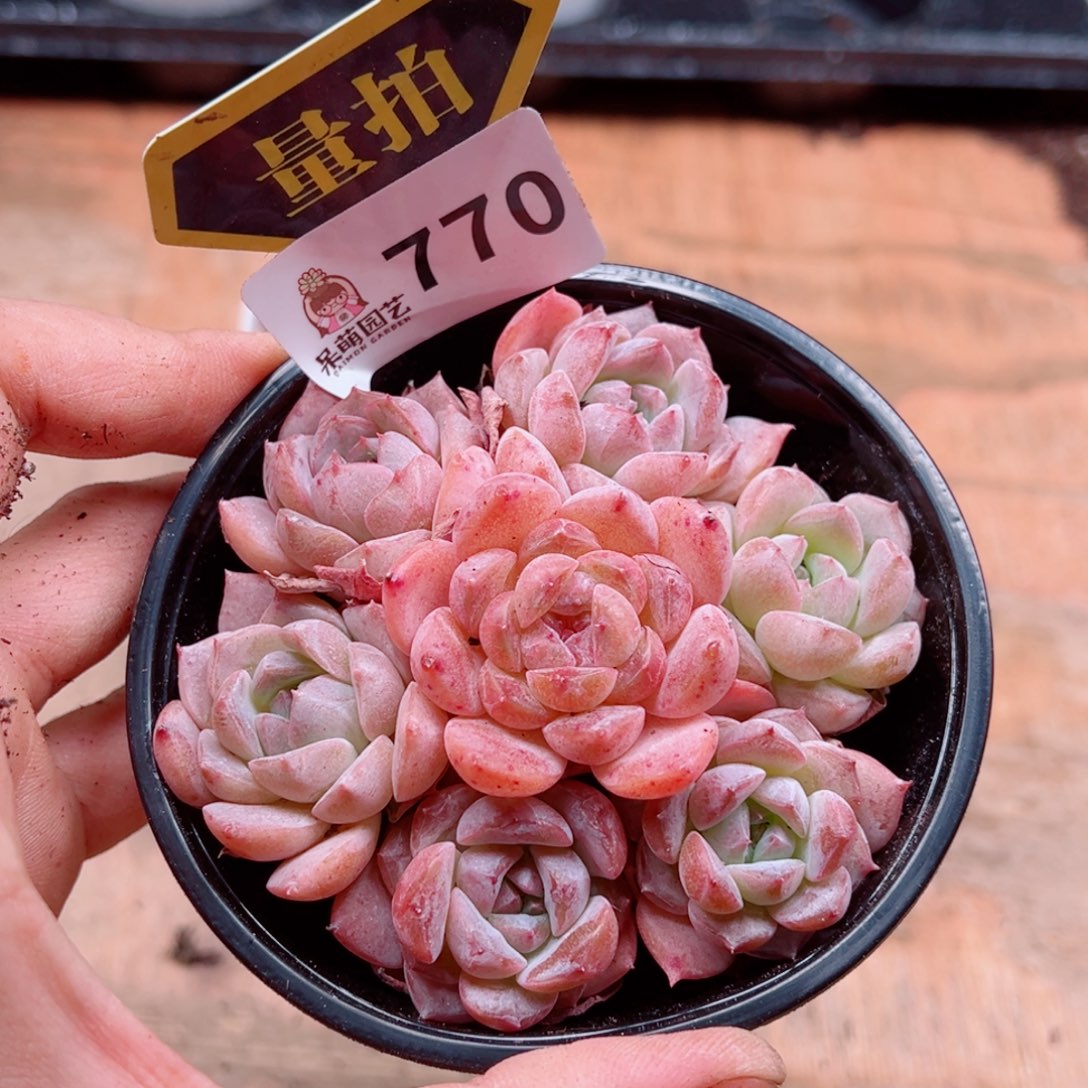多肉植物多肉植物