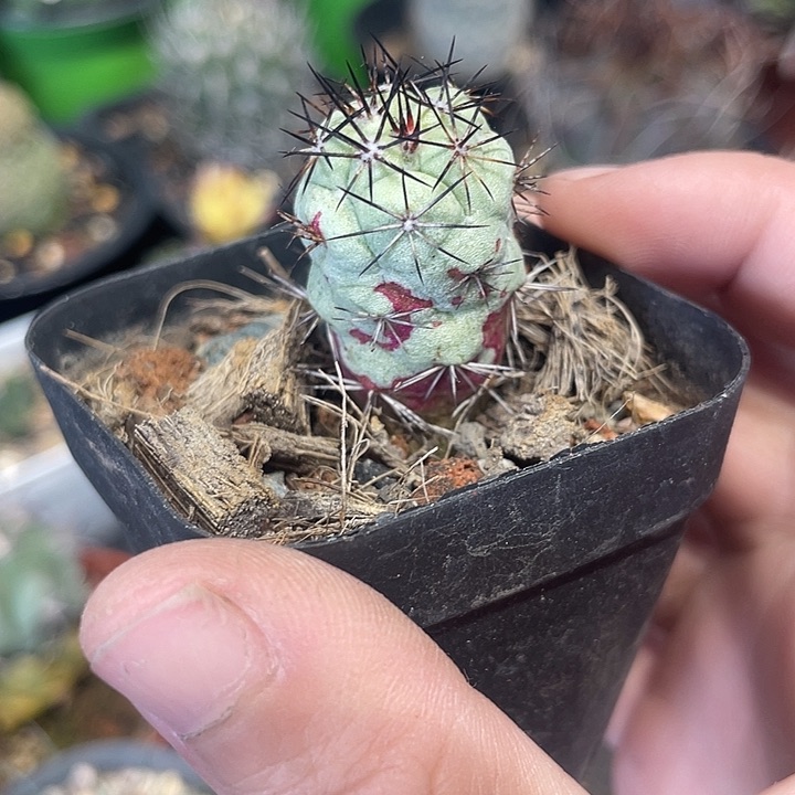 自根帝王丸仙人球