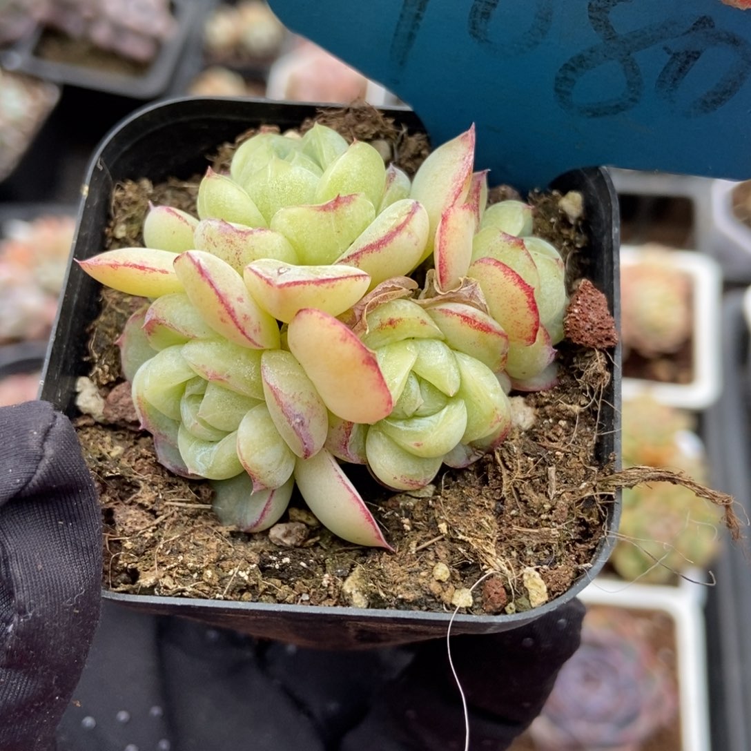 7080胖虎多肉植物保护