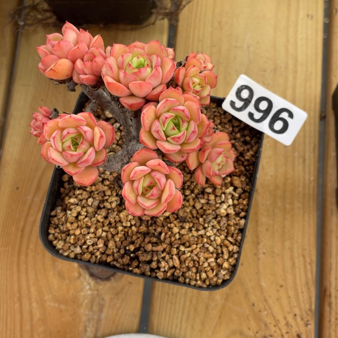 老庄多肉一个十二个头996