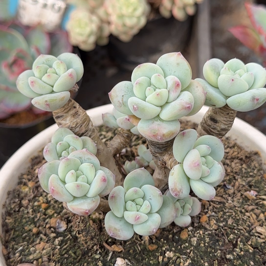 望舒一物一拍包装收缩花旱