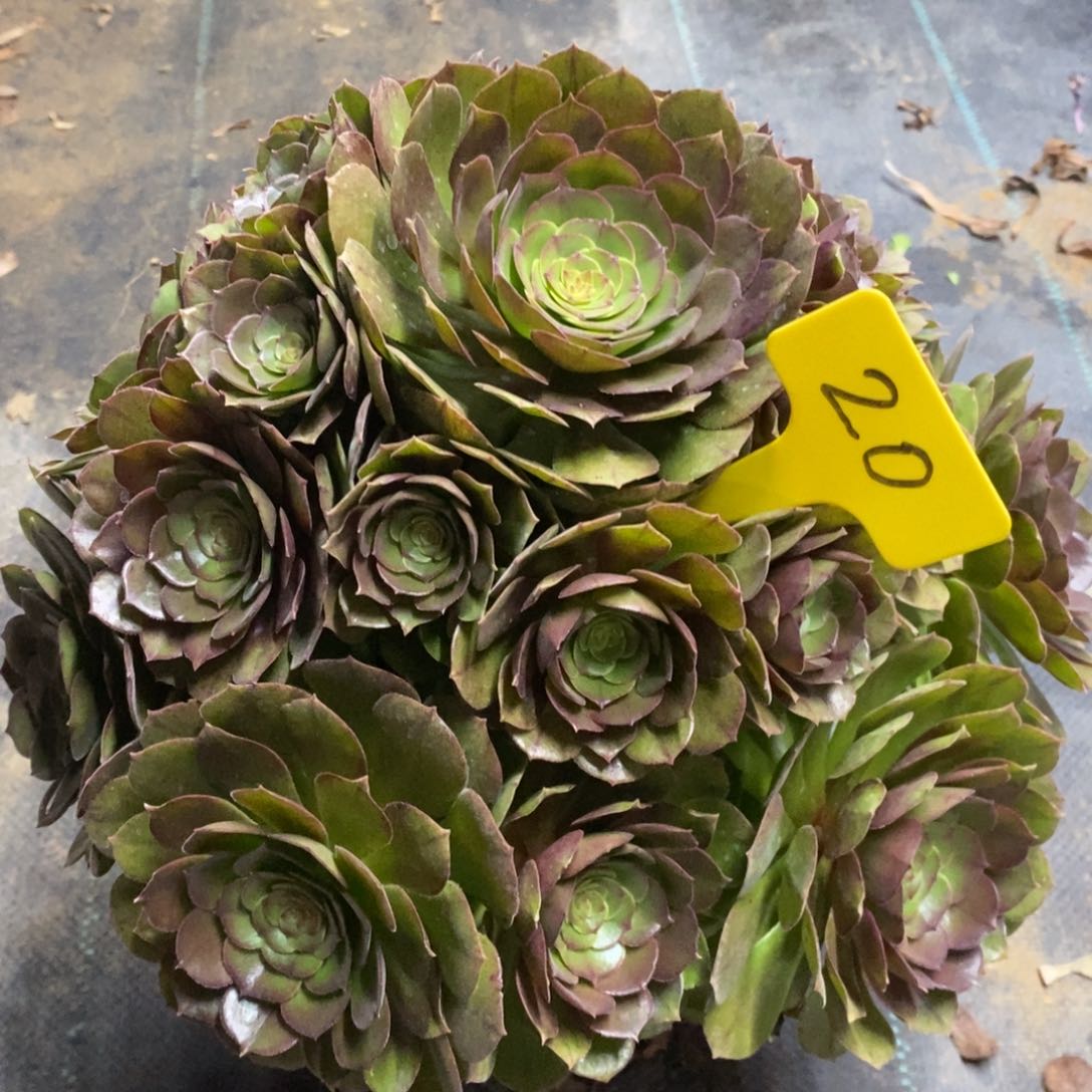 红陶20万圣节一物一拍