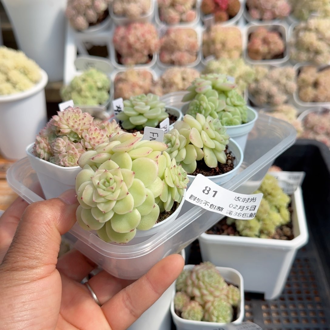 ?**?【闪购商品】0205-81打包