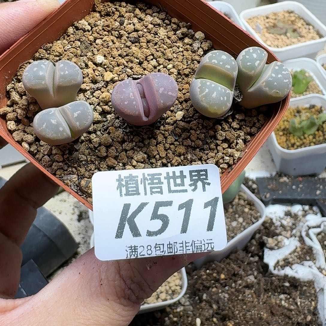 多肉植物的润泽fb