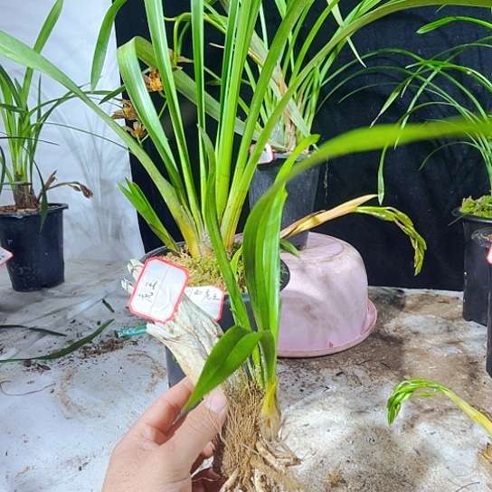 无花朵虎头虎头兰