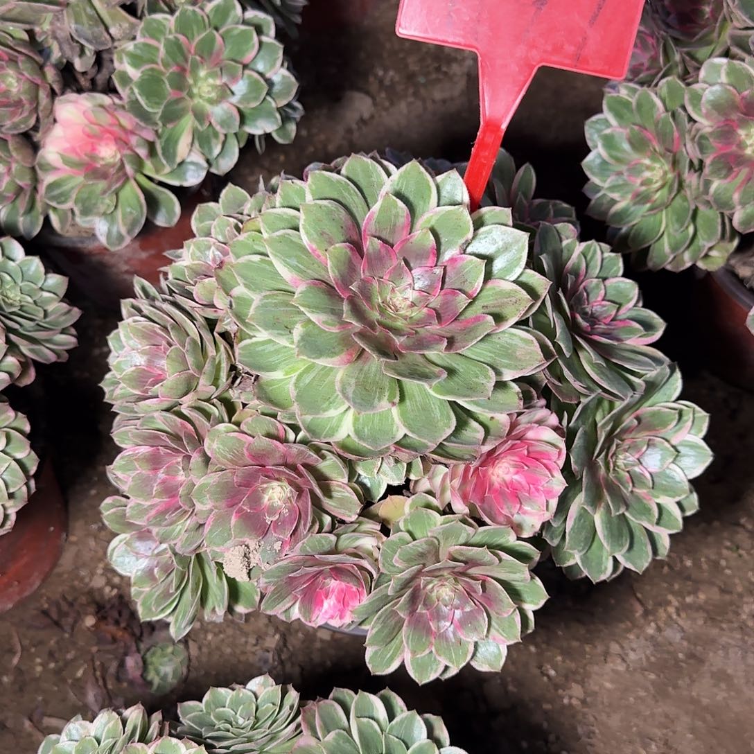 4197莲花座多肉法师