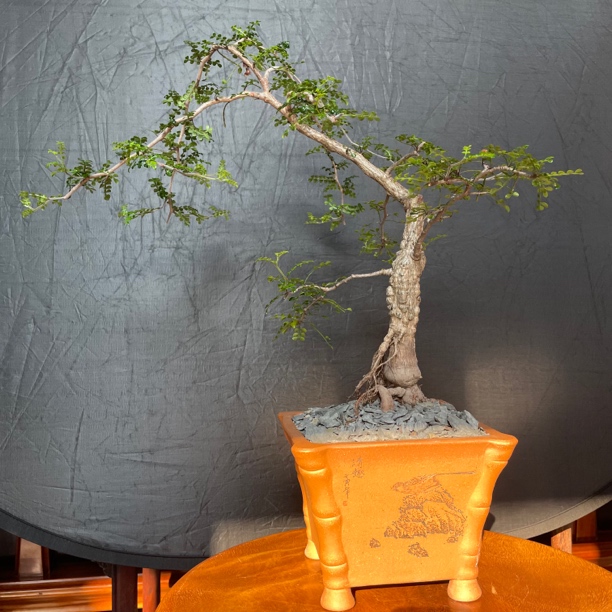 裂加漆树 不含盆 块根植物 多肉植物