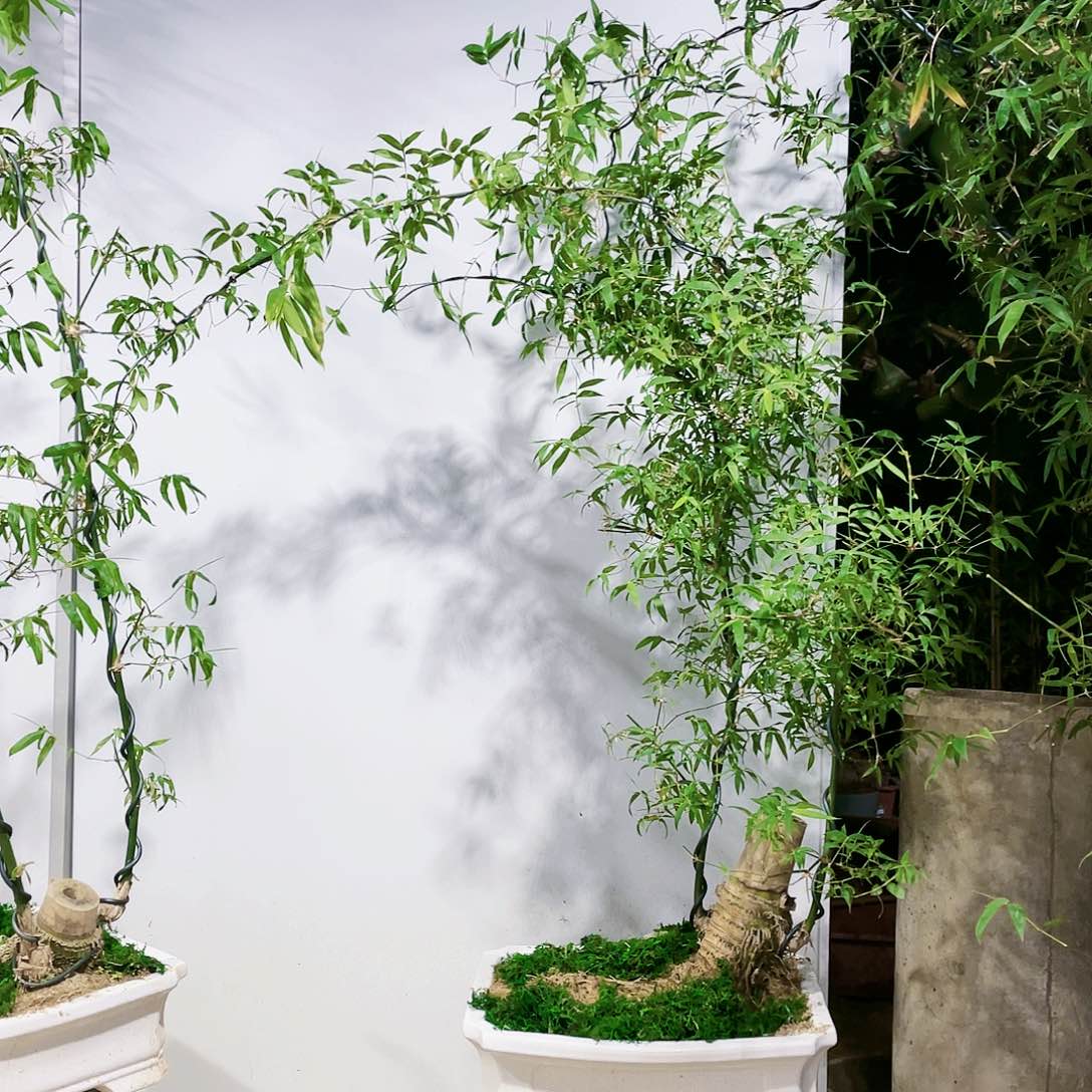 小叶簕竹熟桩陶瓷盆一物一拍