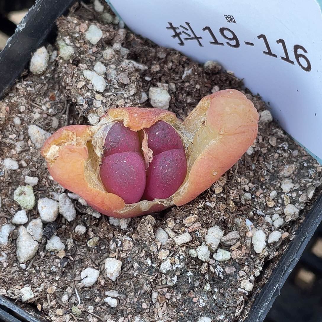 19-116吕毛多肉植物