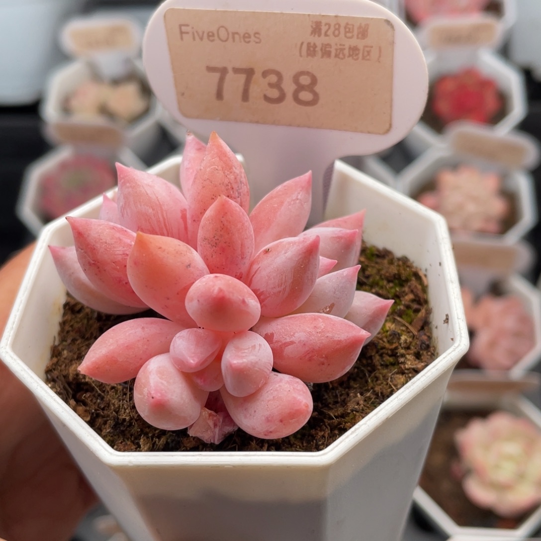所罗门7738-6.0厘米