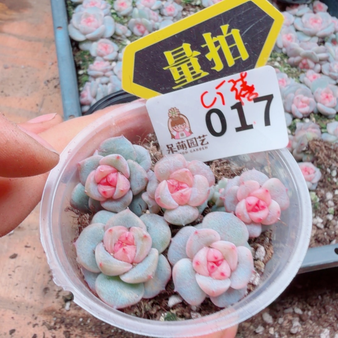 多肉植物多肉植物