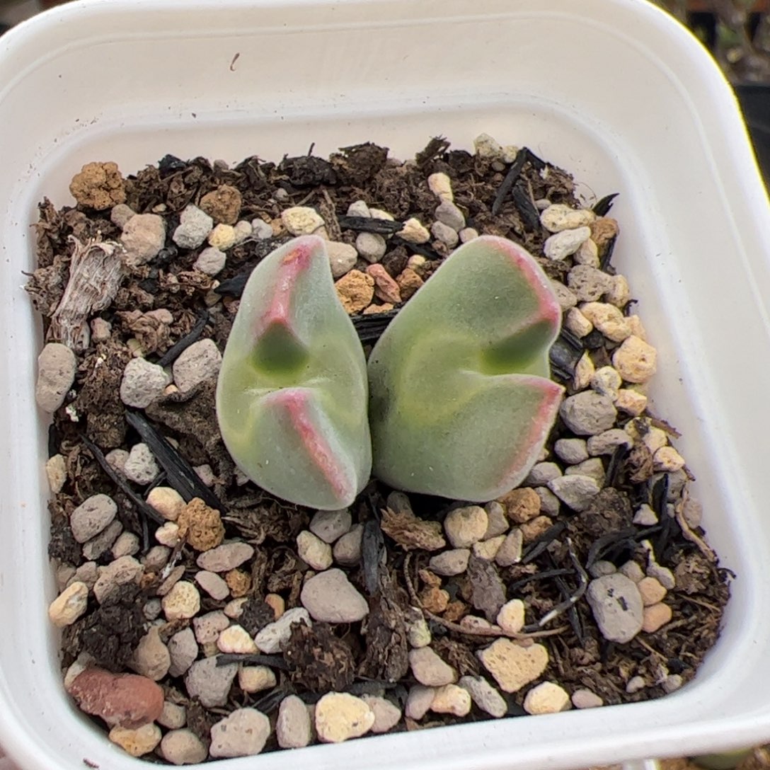 石***派0165号空蝉 多肉植物