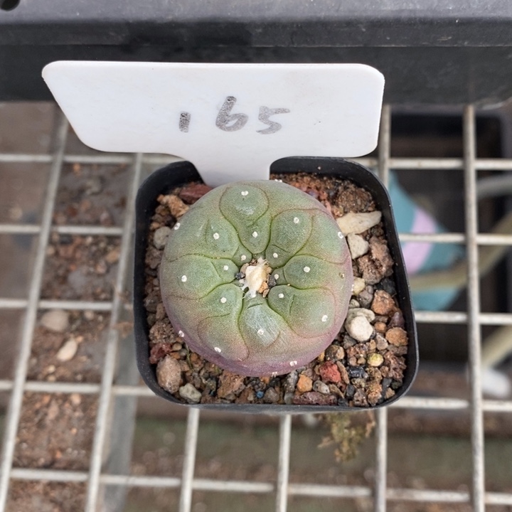 伯克利和格蕾纳的故事都很