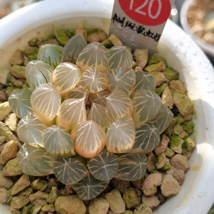 120号霓虹灯糊斑一物一拍带盆土发货