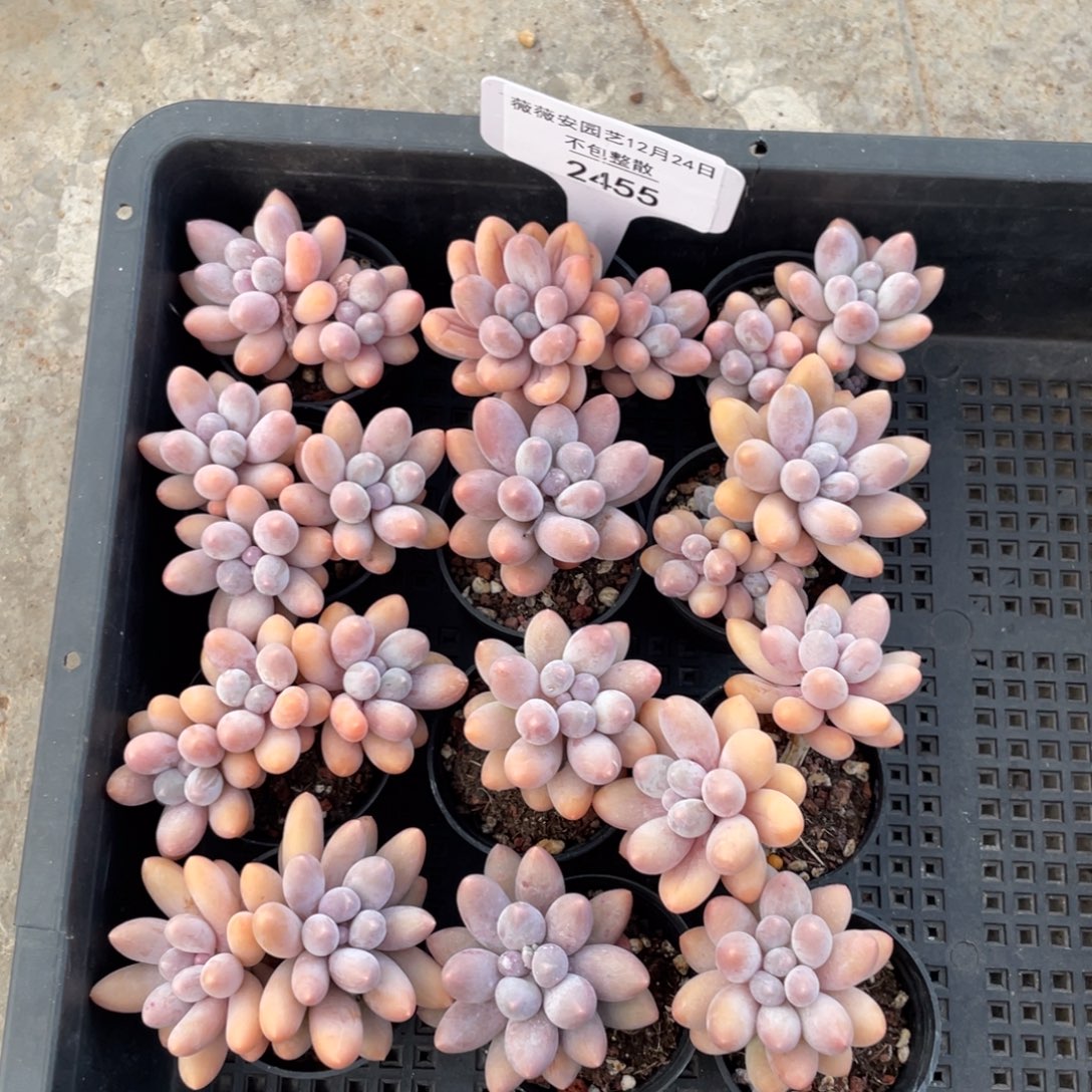 不包整散 盆子不售后2455