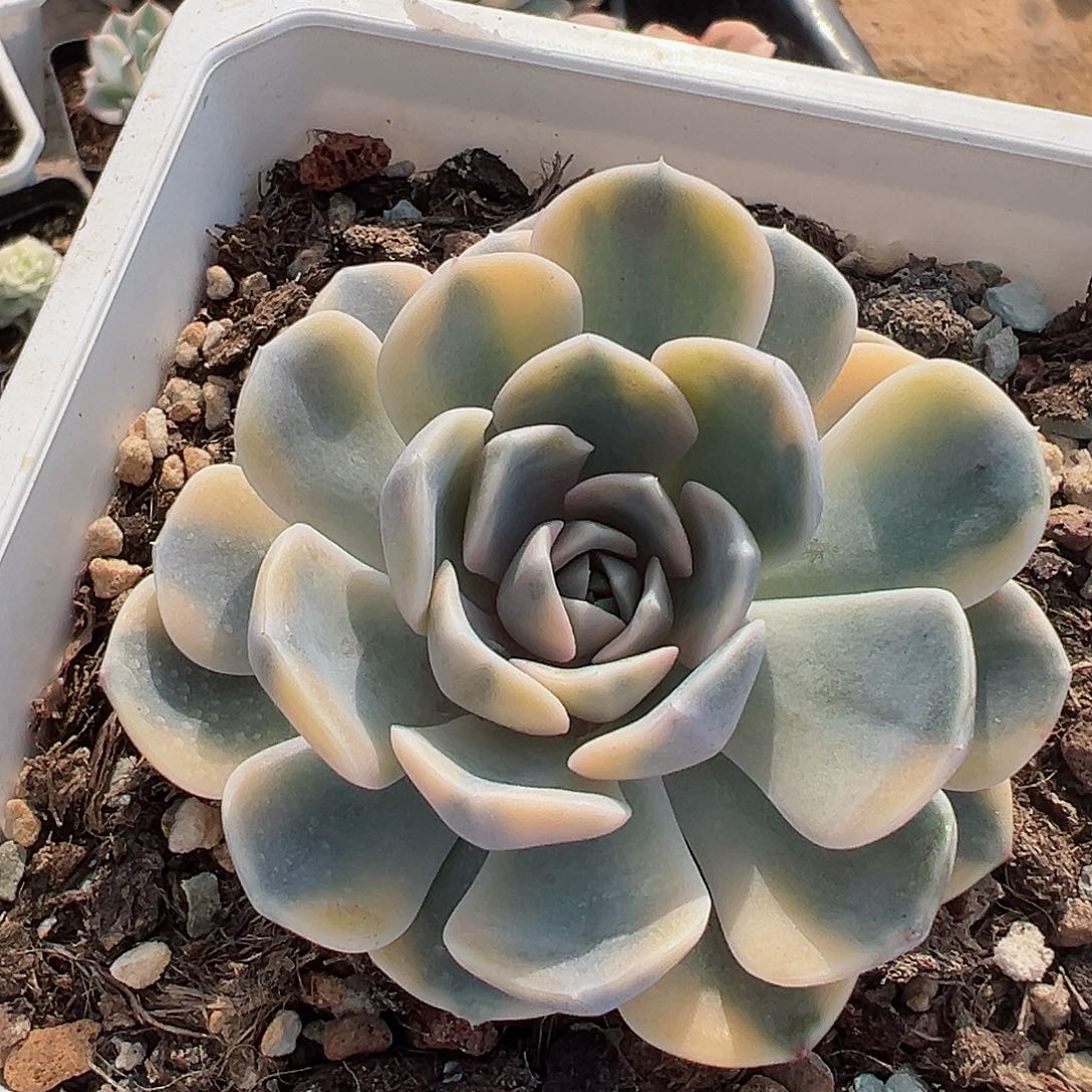 汉堡锦，覆轮锦多肉植物