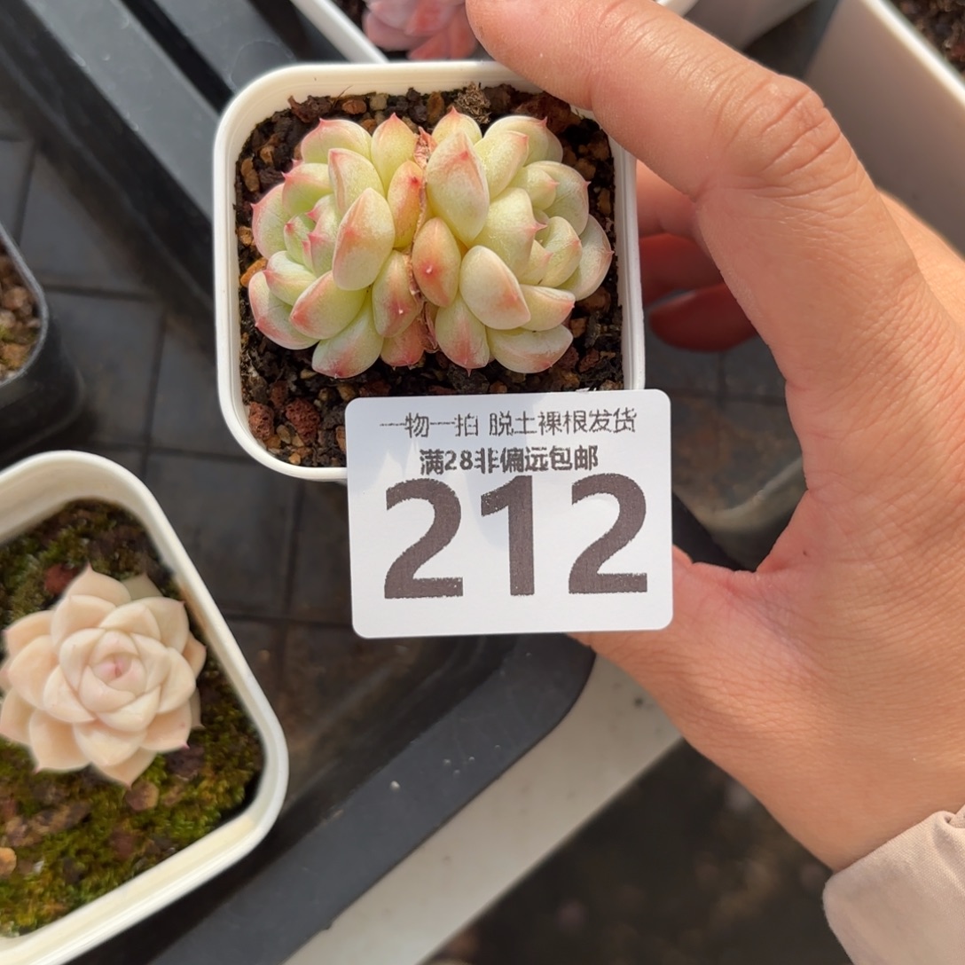 一***鹿珍妮双头无盆土发货