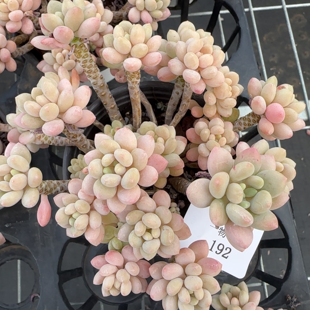 闪购精品多肉192号