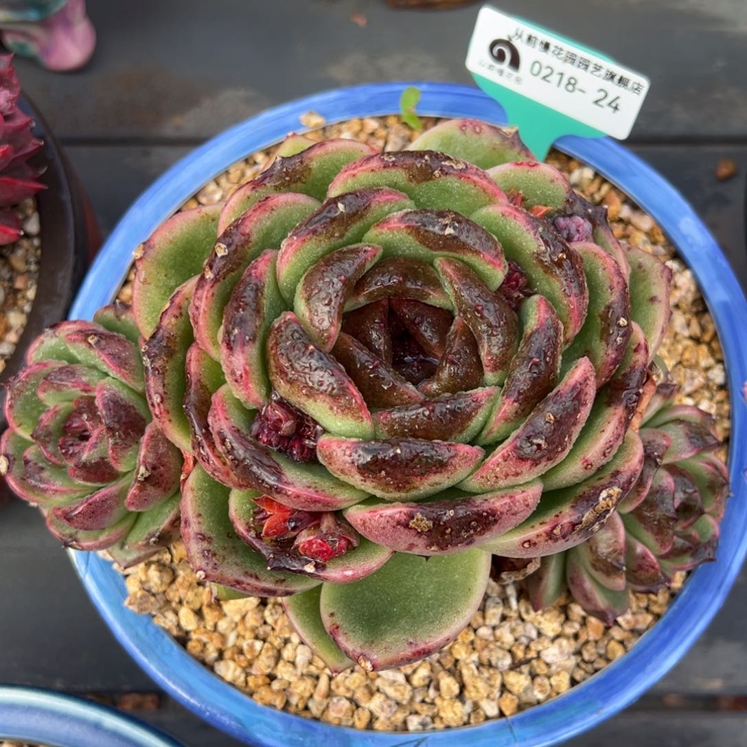 从前慢多肉精选编号0218.24