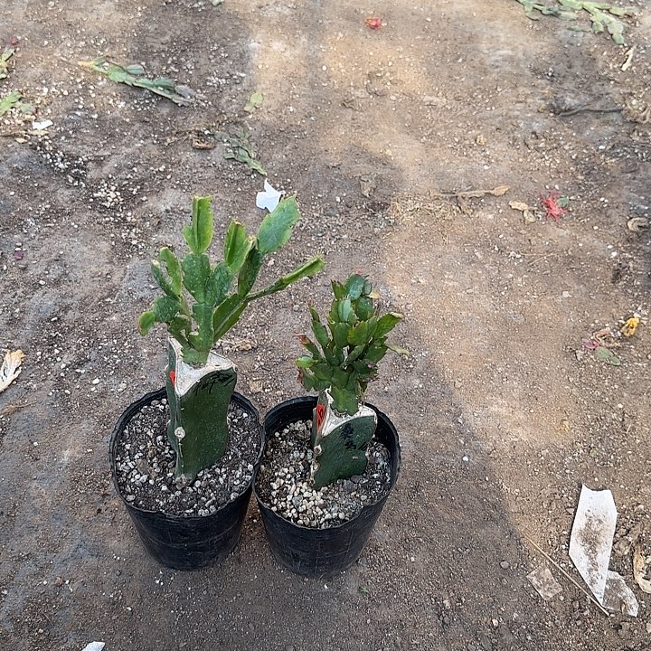 安***初699+676嫁接蟹爪兰：桑吉塔+千叶公主（无花苞）