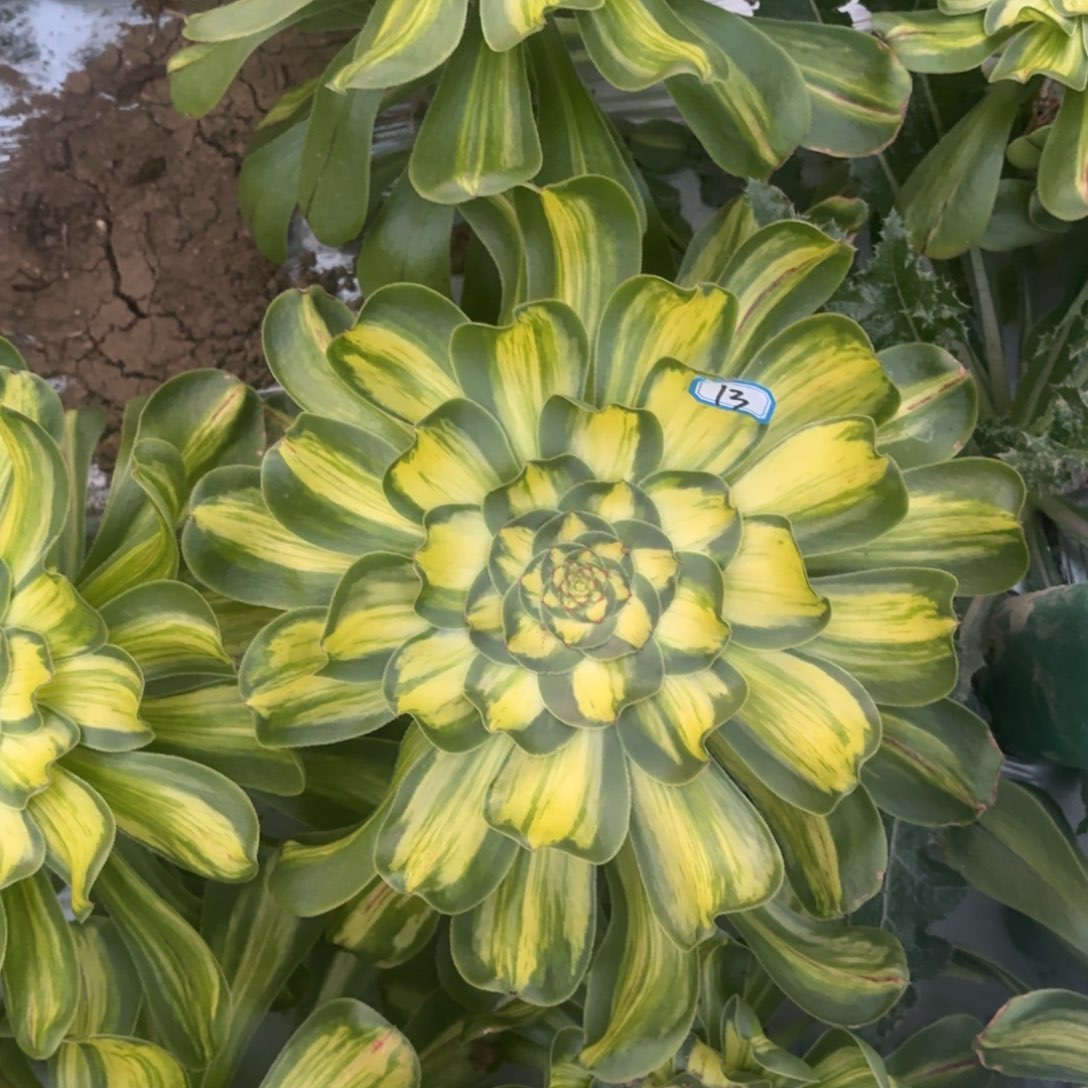 S*暴君法师多肉13一物一拍