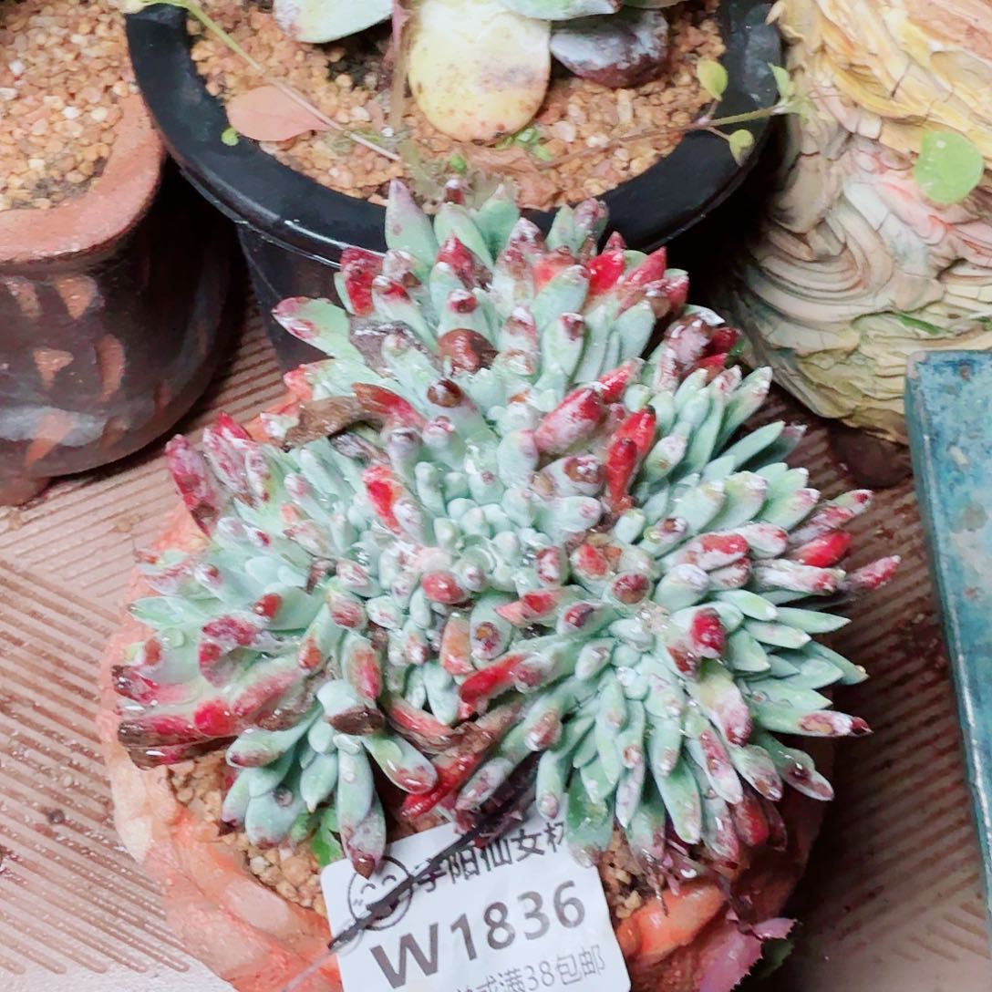 1836刘丹杂仙女杯多肉